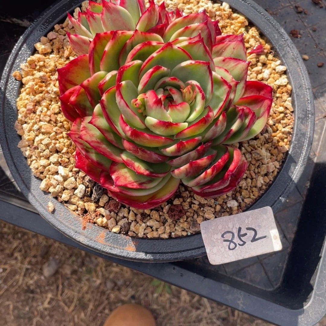 惊鸿仙子冠服17左右