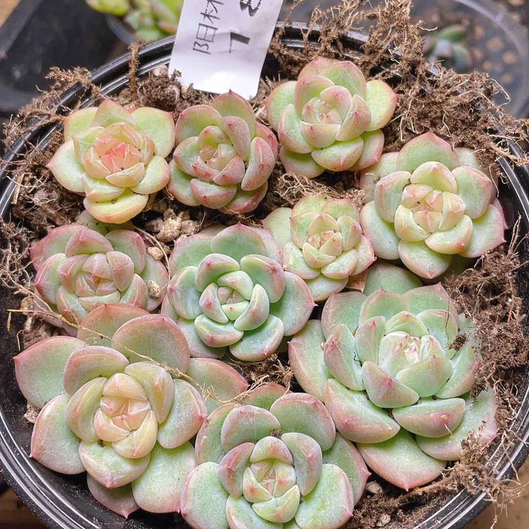 多肉植物多肉植物187