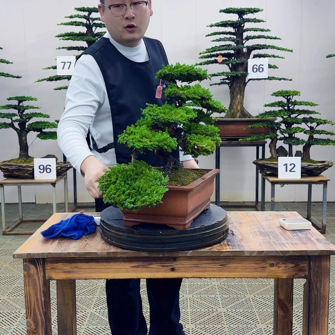 盆景柏树造型盆景
