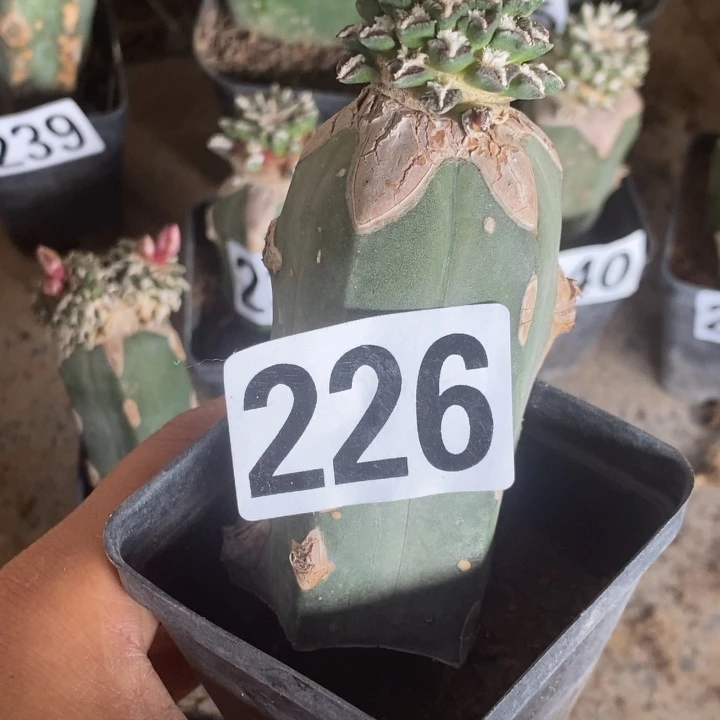 花***步龙神嫁接牡丹226包邮