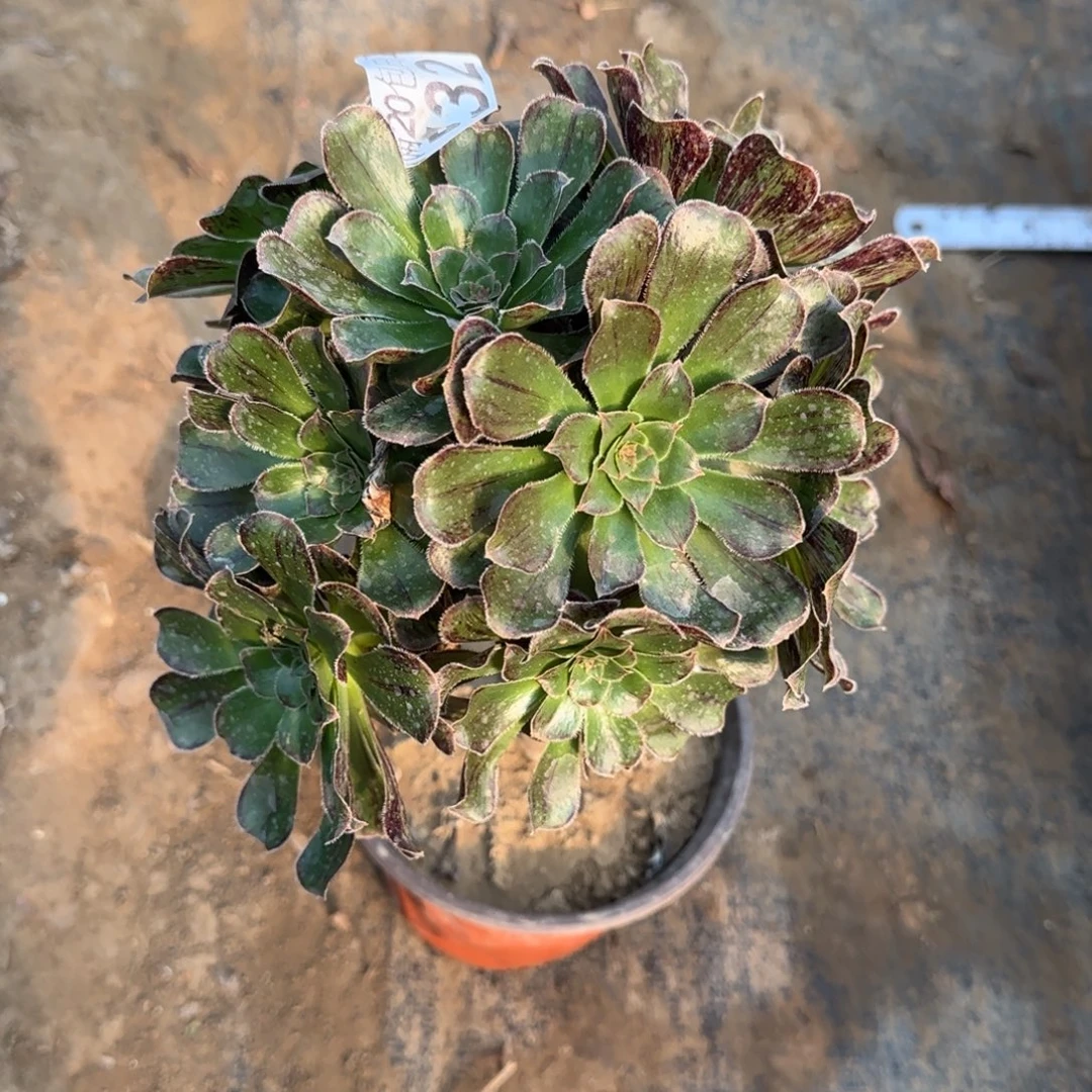 拉丝锦532满20包邮断枝不包