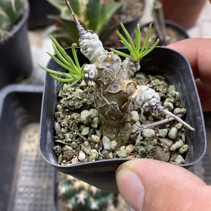 白象特价福利特价