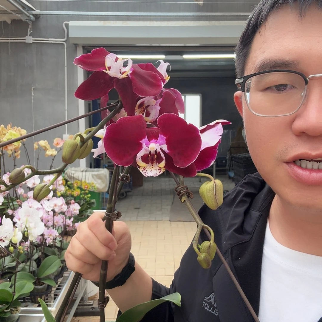 完全开放幻影 3.5加大带花苞 叶子发霉