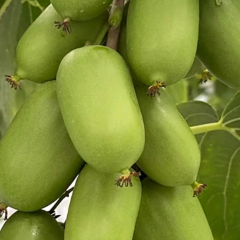 2025东北软枣猕猴桃