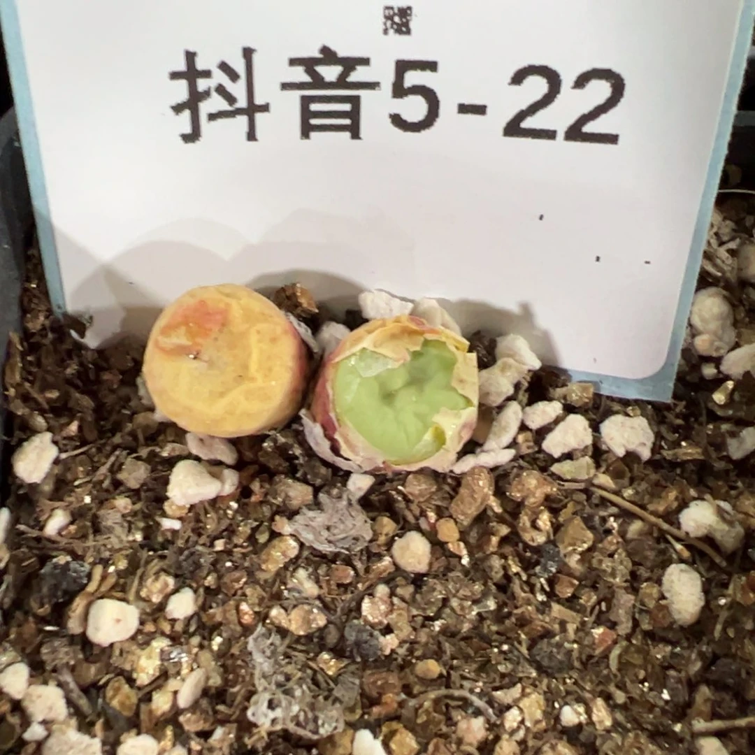 5-22小红嘴多肉植物
