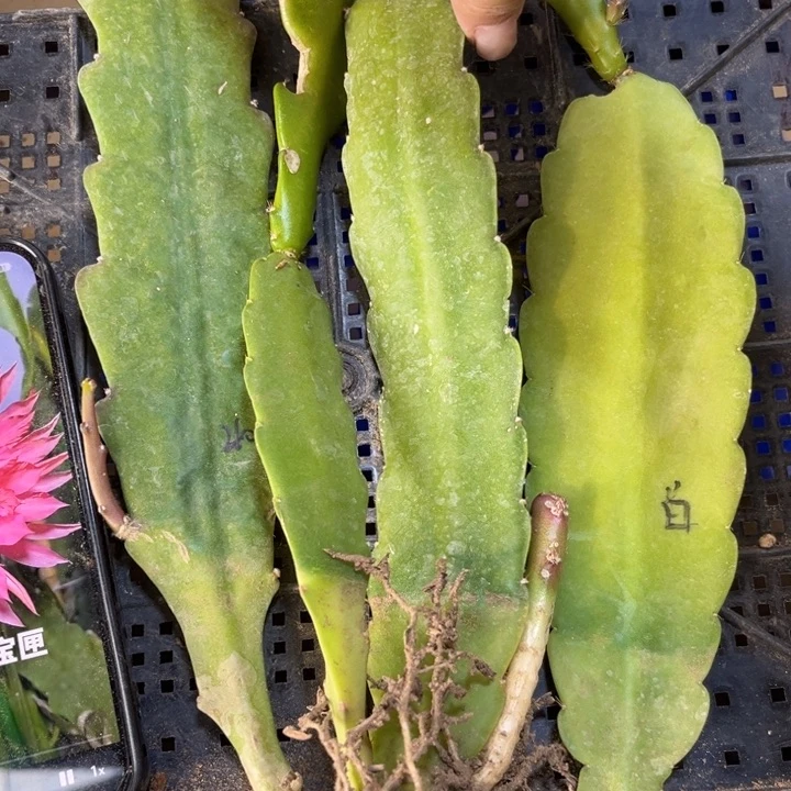 当前无花栽培后可以开花712