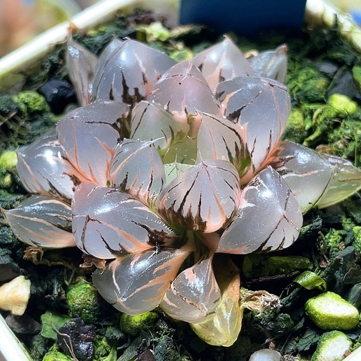 607水晶玉露锦特选福利