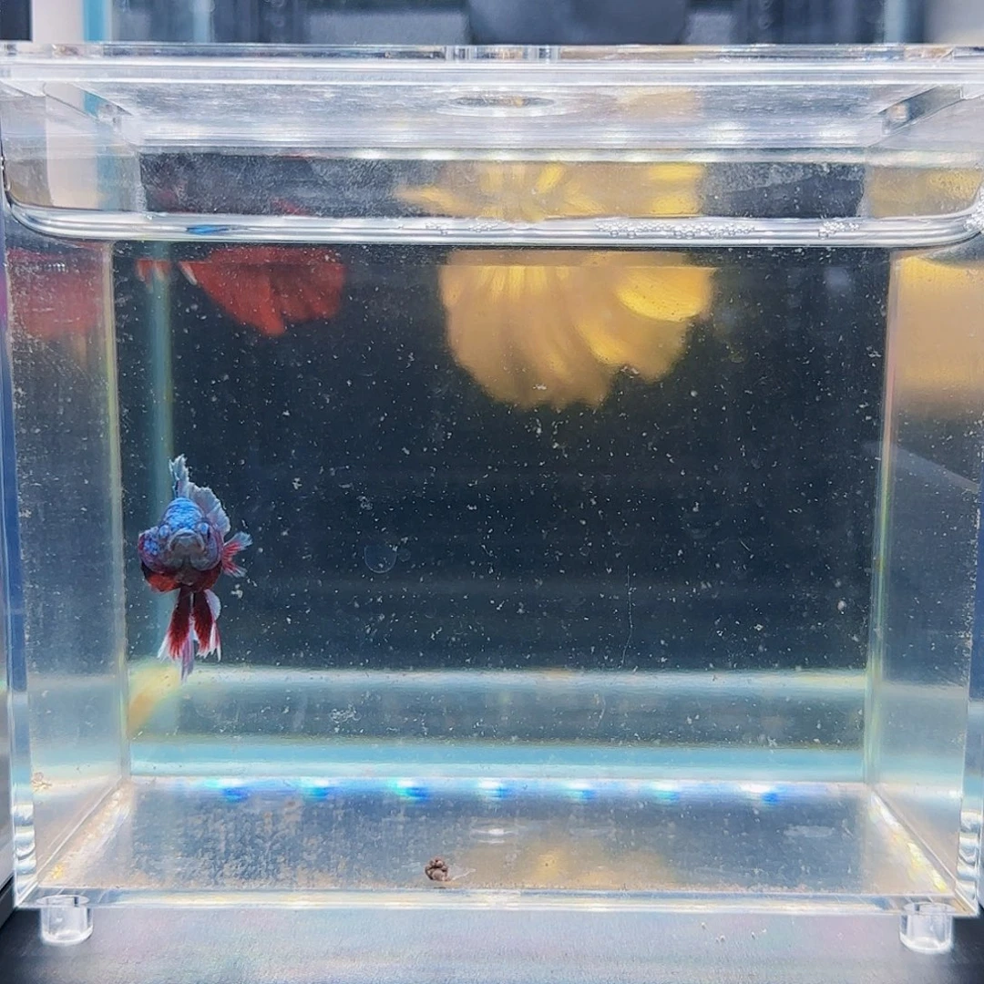 斗鱼活体观赏鱼好养耐活