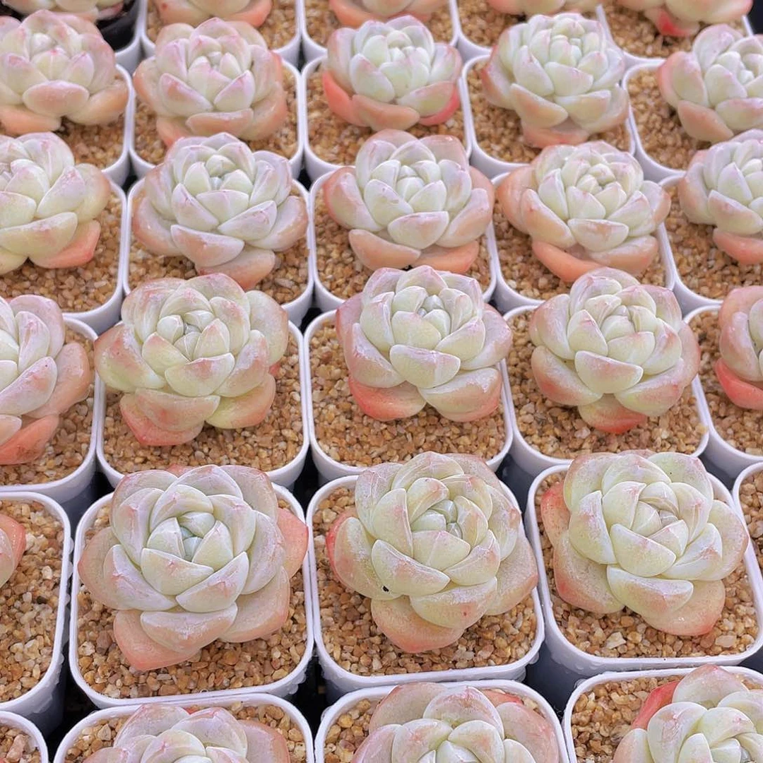 量拍100号 樱花钻石冰玉单头2个