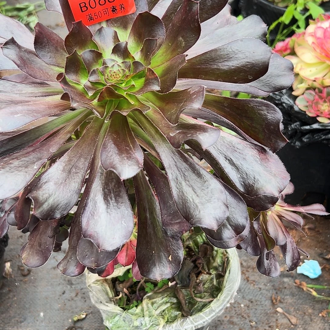 0661多肉植物花蝴蝶