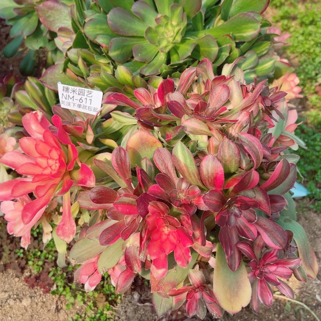 朵*绍七彩老桩多肉植物611