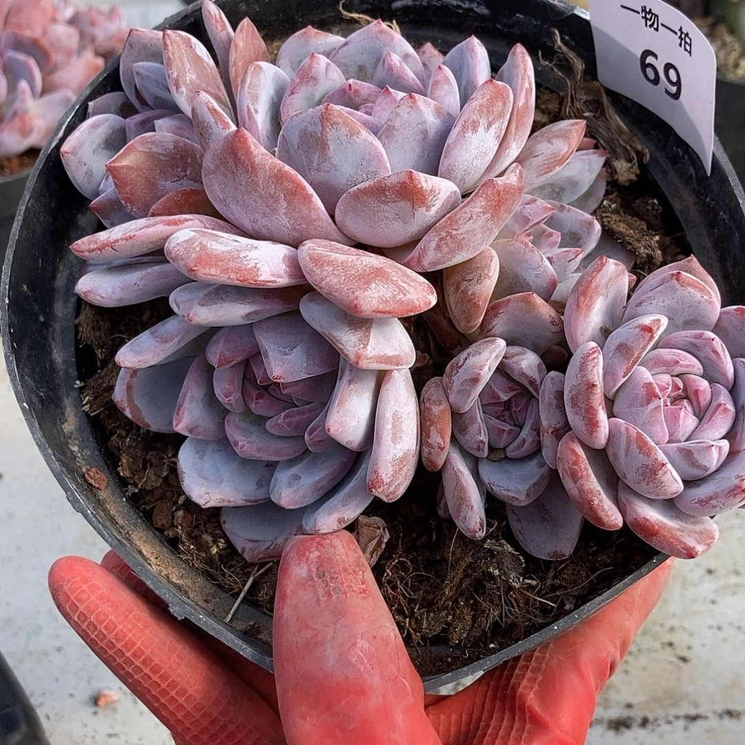 69 一物一拍多肉突尼斯