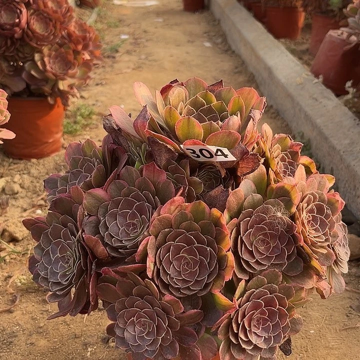 半夏多肉植物一304