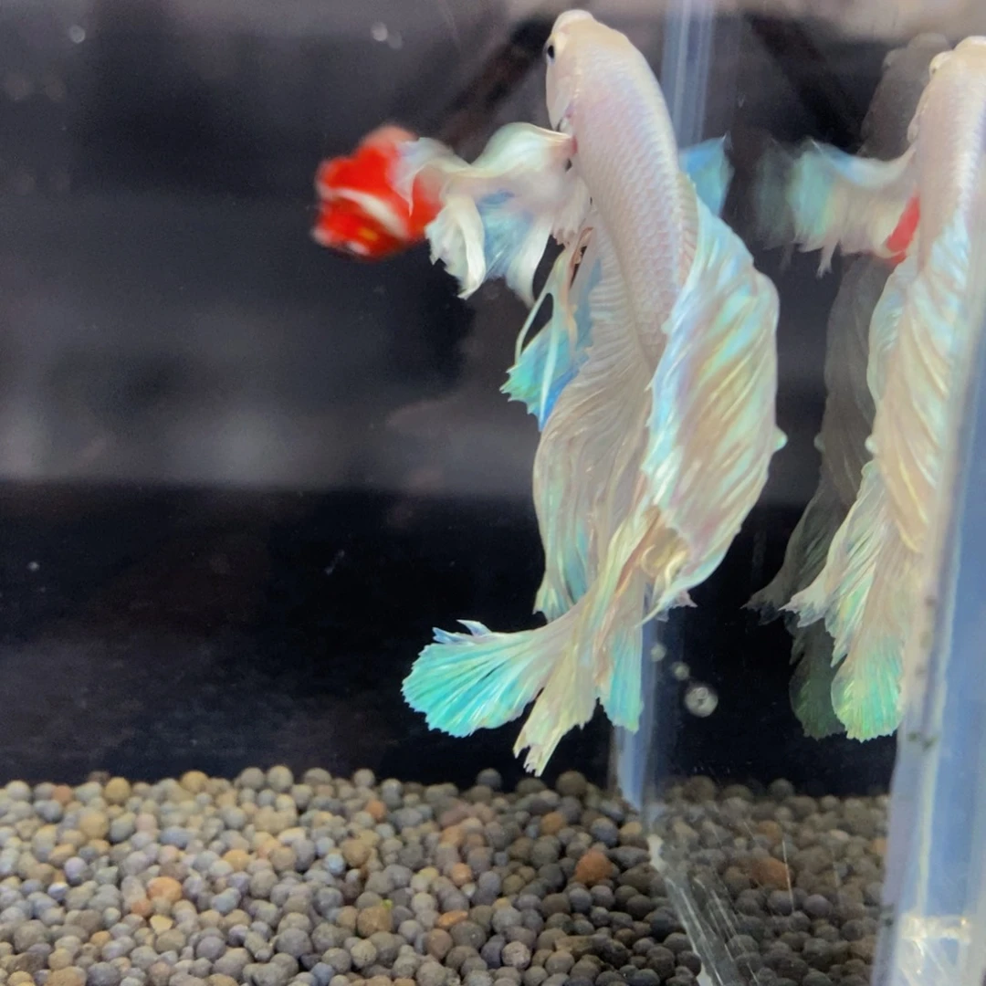 锅***肉斗鱼421巨斗111111