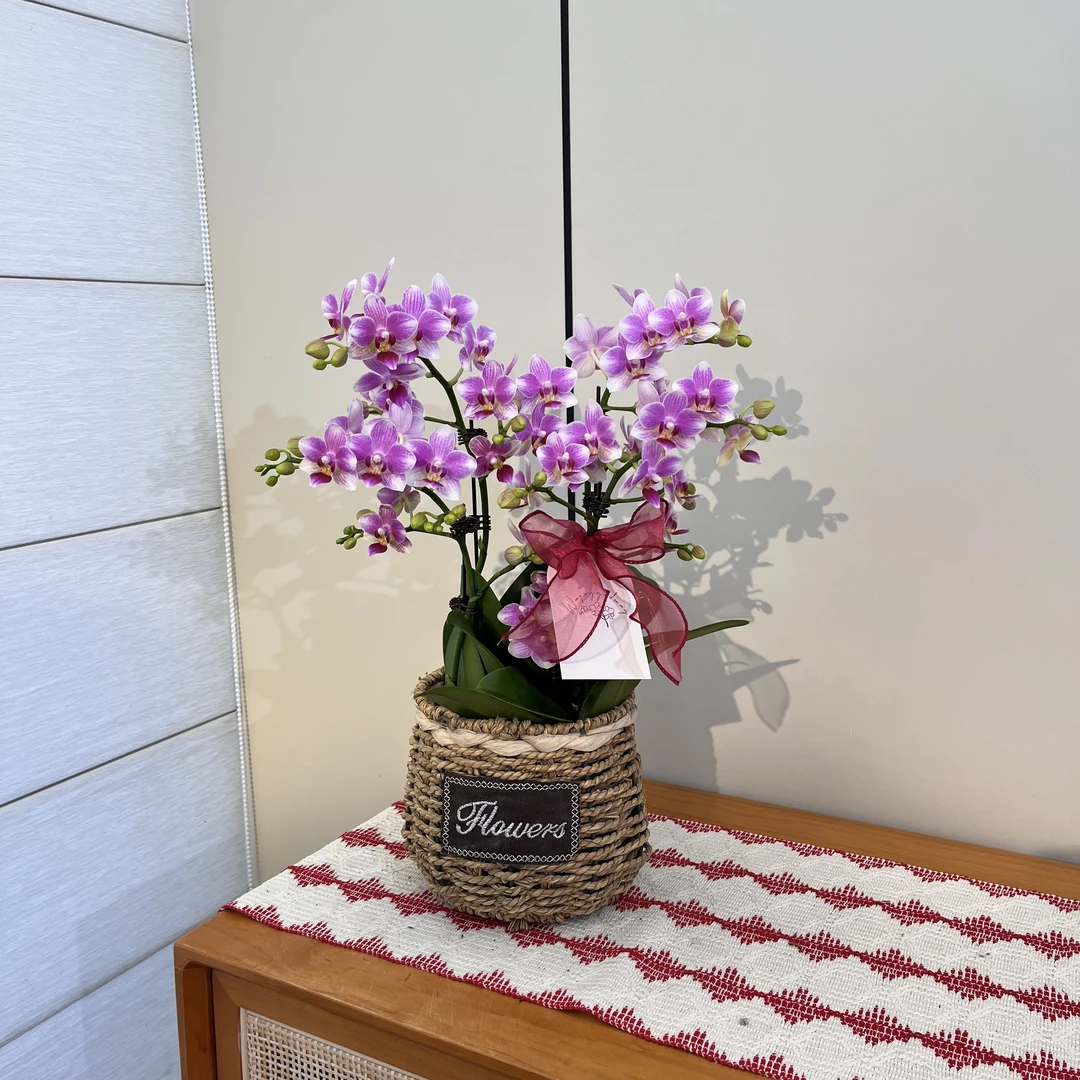 【樱桃小丸子】粉色系小花蝴蝶兰 室内礼品花 鲜花绿植 耐养