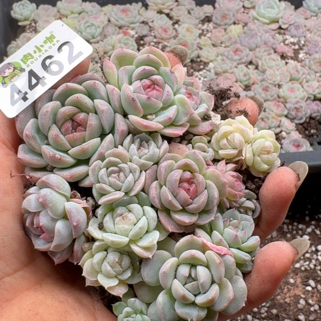 多肉植物多肉植物