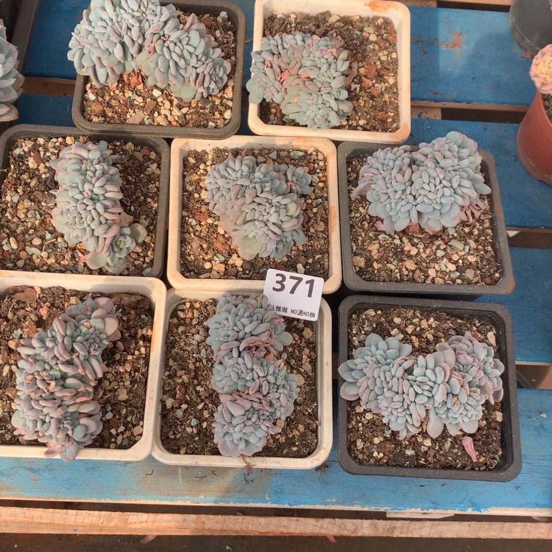 371号新疆西藏内蒙古不包邮