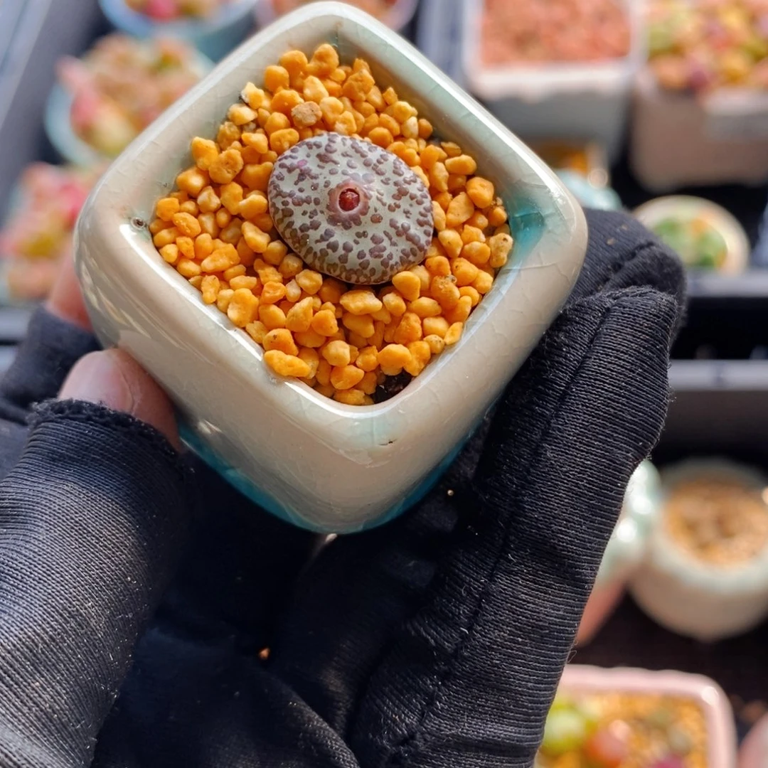 7209--一物一拍 带盆