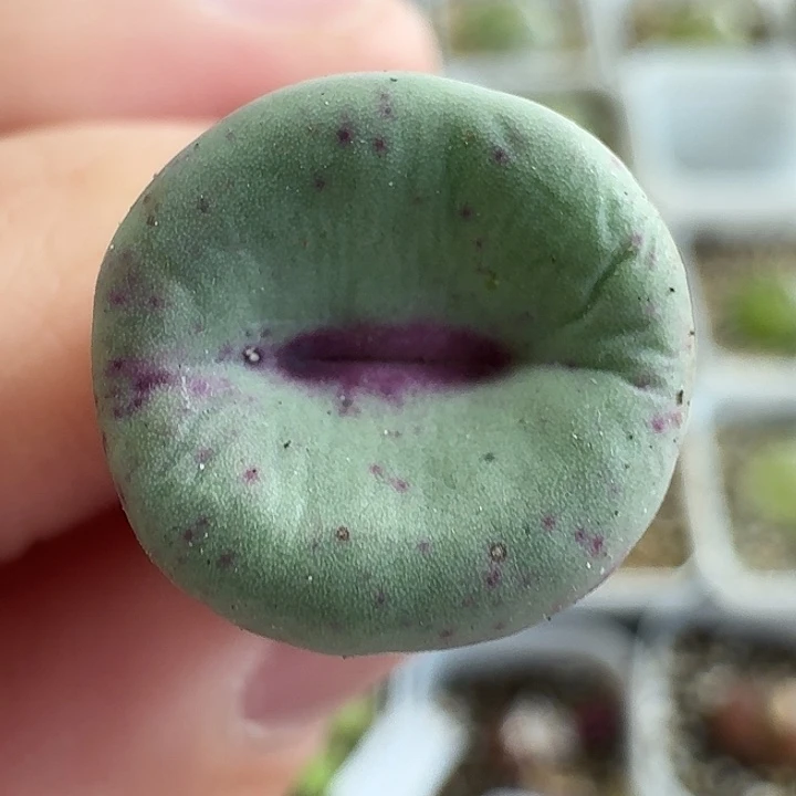 老马生石花se嘴1252