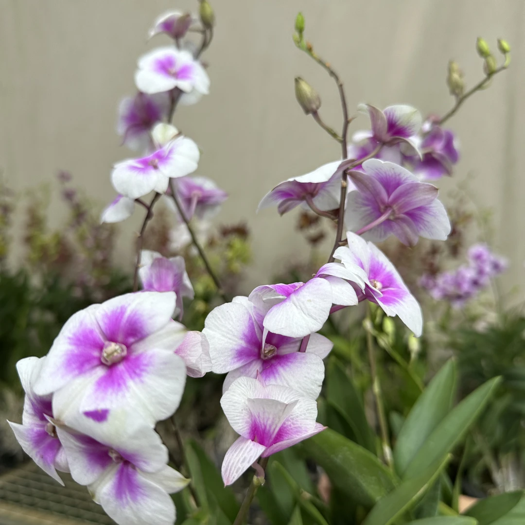 【泰国秋石斛】《粉蕊三唇》稀有秋石斛 泰国品种珍稀兰花..顺丰包邮