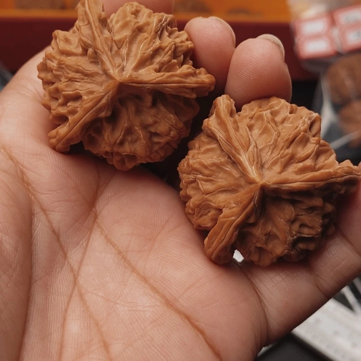 核桃盘山三棱40尺核桃