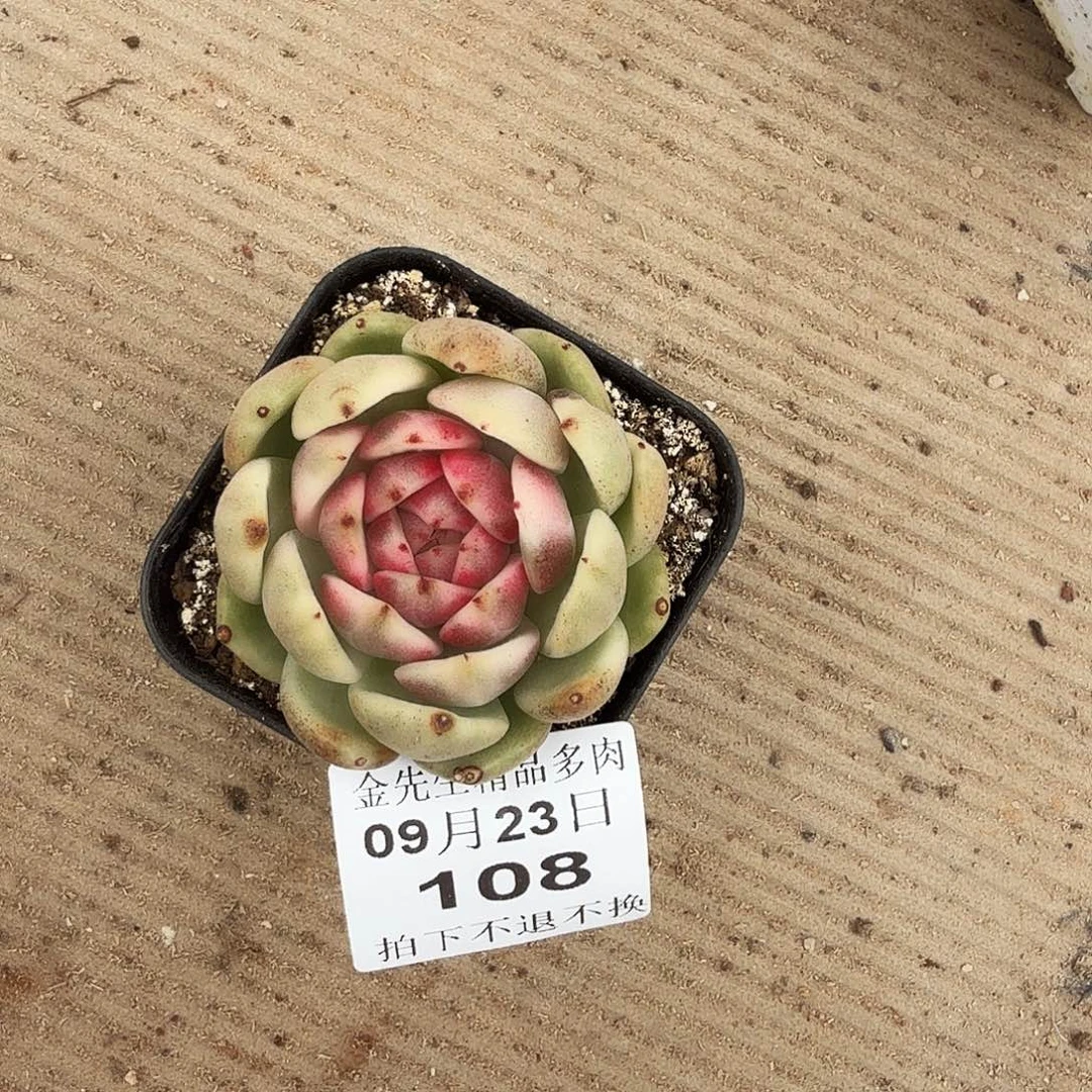 辣***捅0923-108黑玫瑰锦