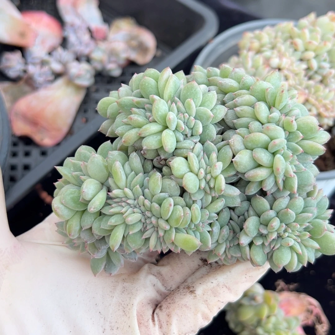 新年快乐 新年快乐 有磕皮