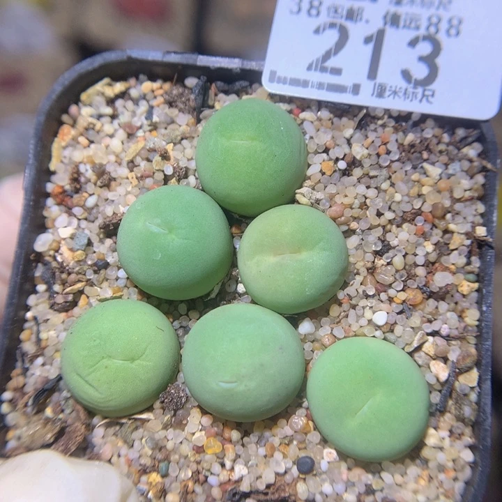 zz精品生石花213特