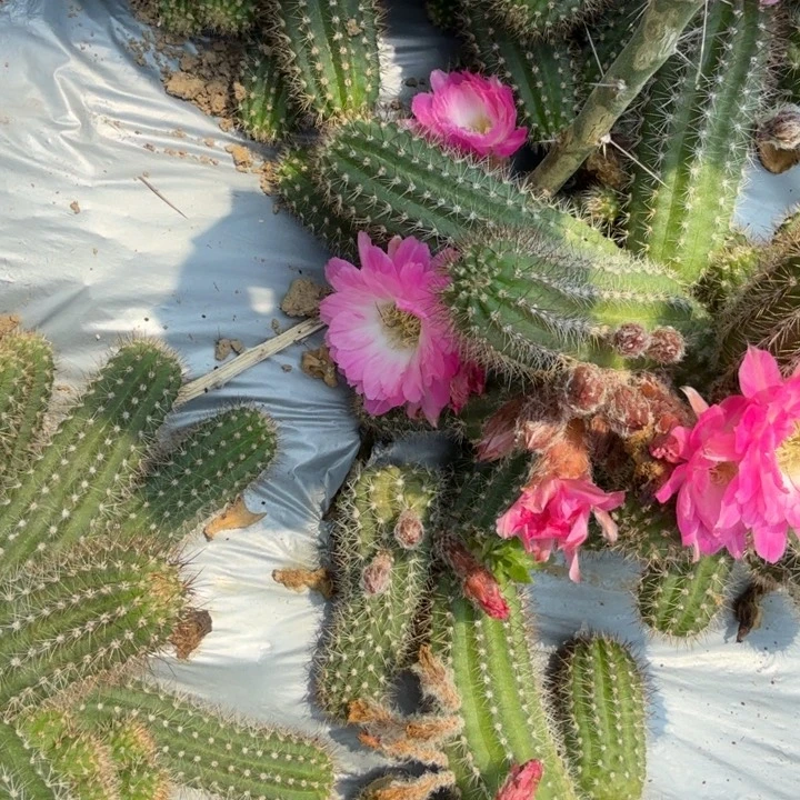 白檀仙人掌397侧芽一个