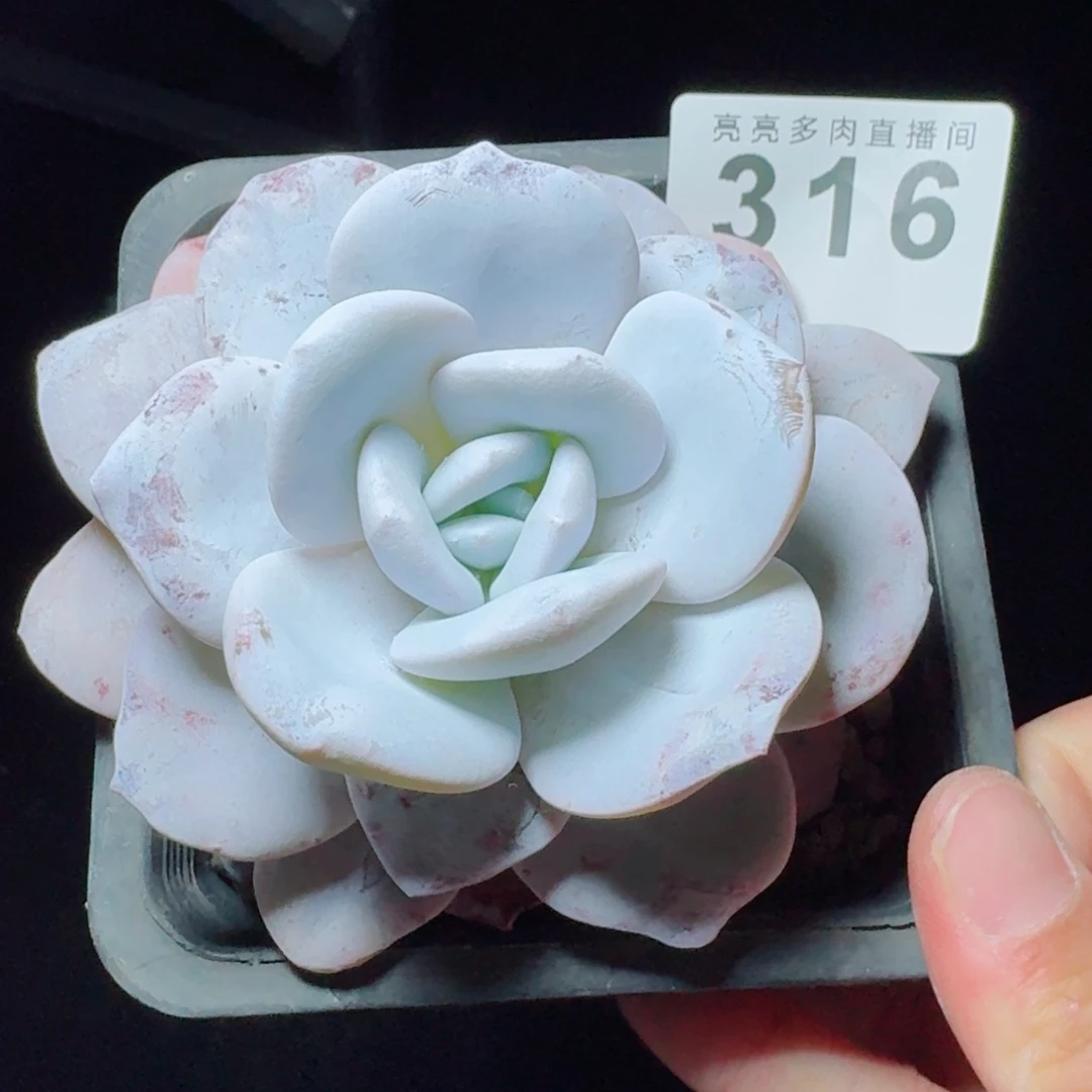 粉雪莲            精美多肉植物