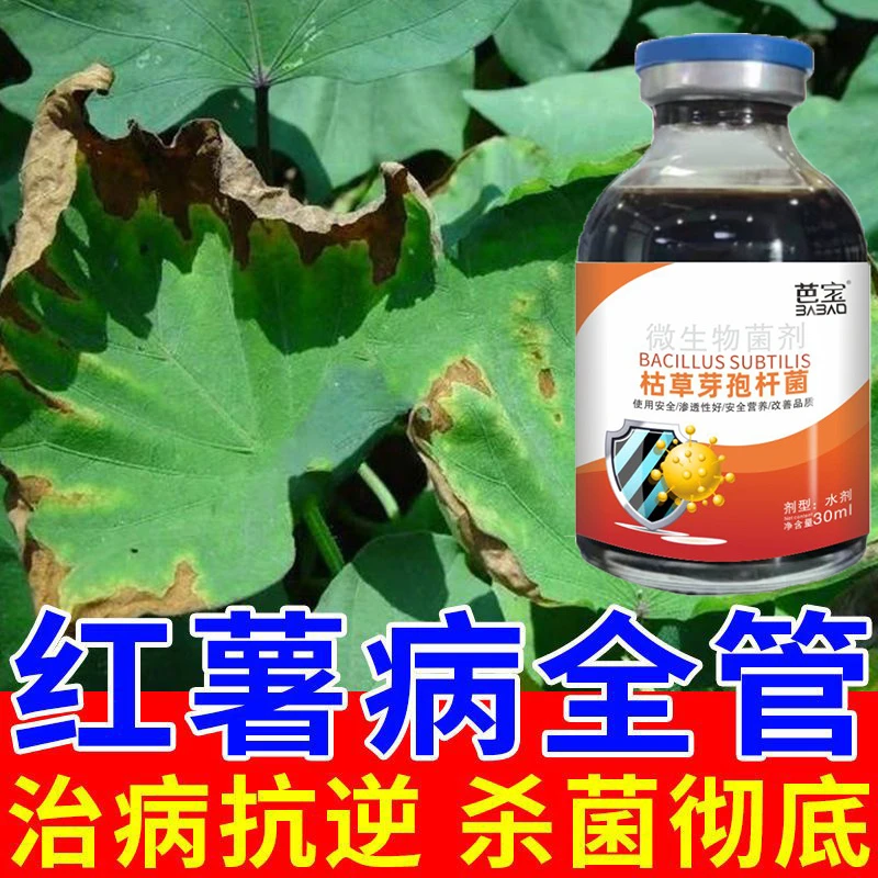红薯病全治红薯病菌清防治专用肥茎腐病果腐病叶面肥红薯病害药