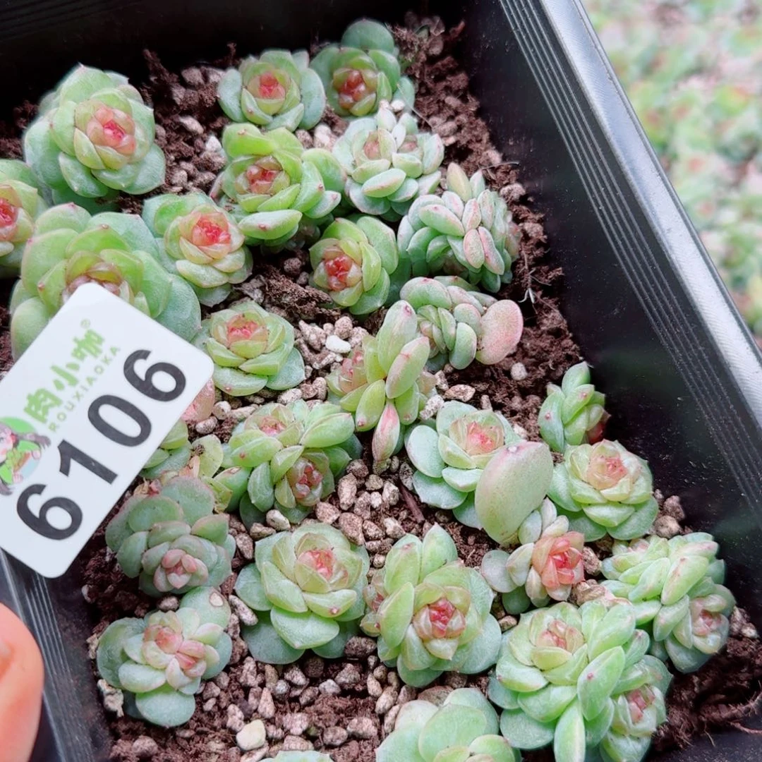 S***y多肉植物多肉植物