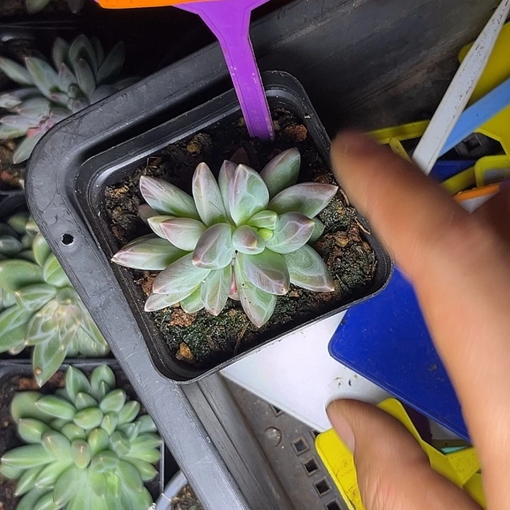 多肉植物雪黛莉554