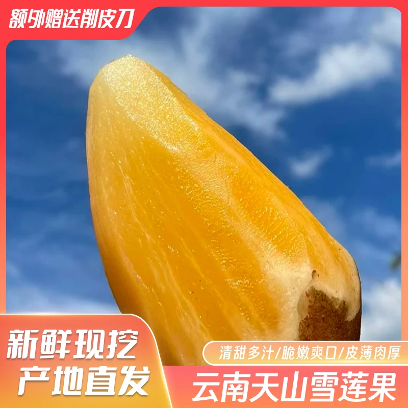 云南天山雪莲果新鲜水果当季现挖脆甜红心黄心雪莲果时令大果整箱