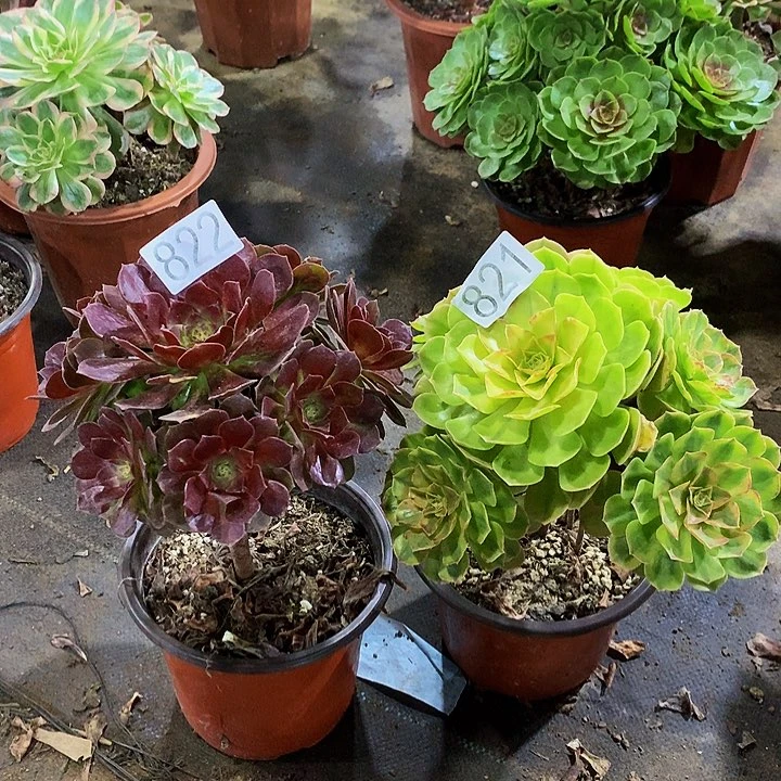 小*.多肉雨荷赤焰莲822821