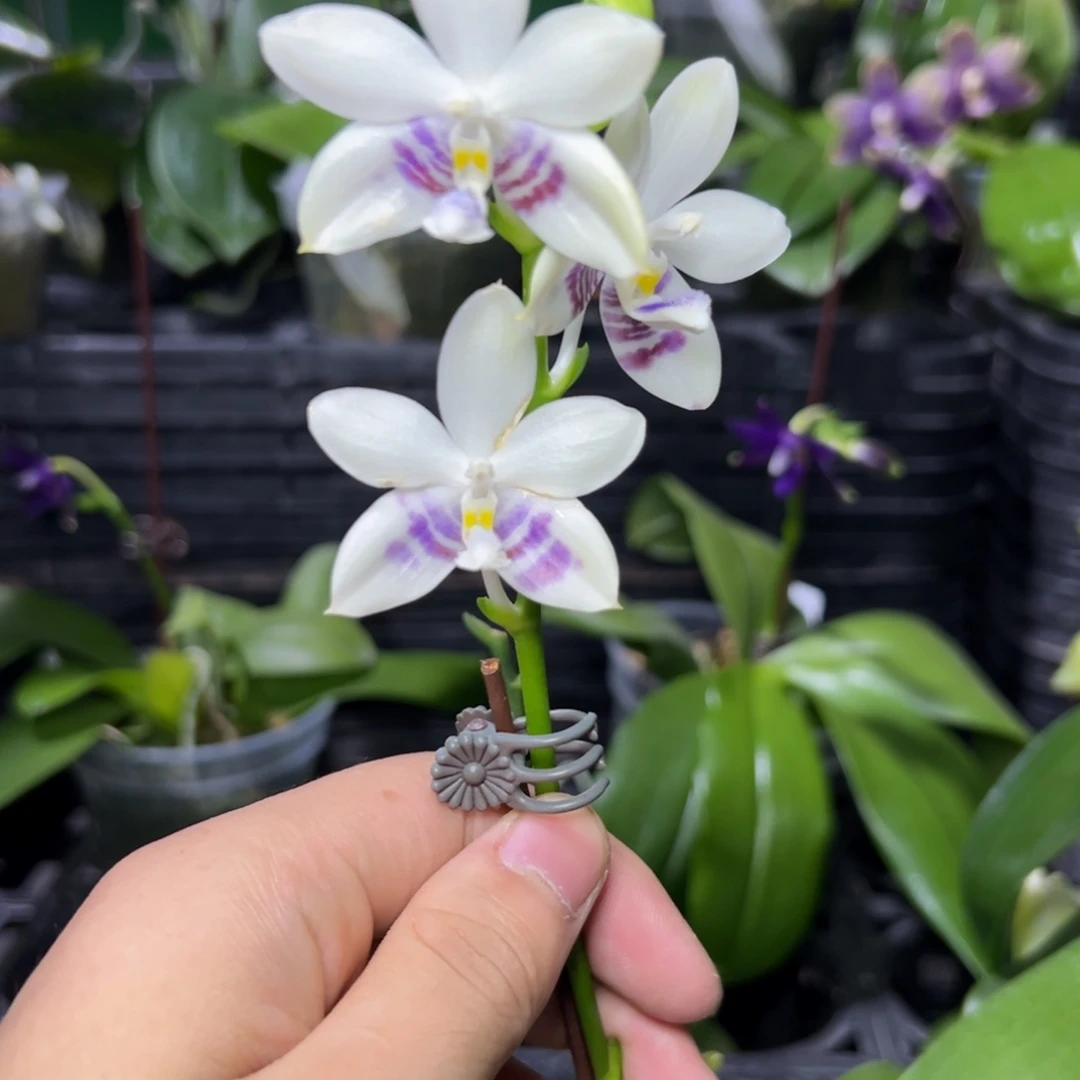 完全开放l825三寸ys1167