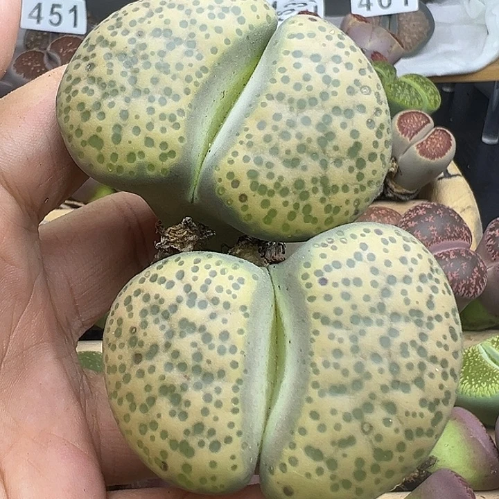 465巨无霸超级福利