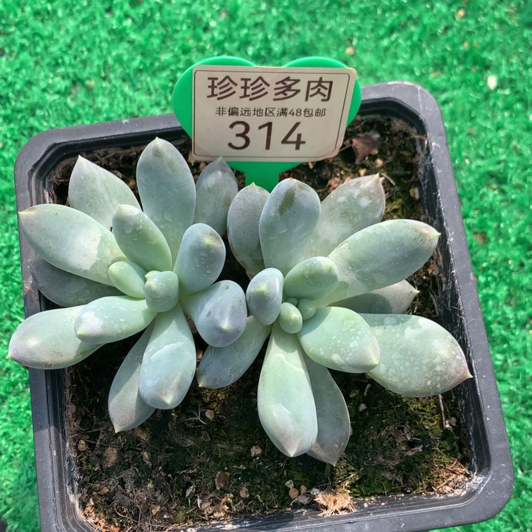 哥特萝莉超胖体双头314