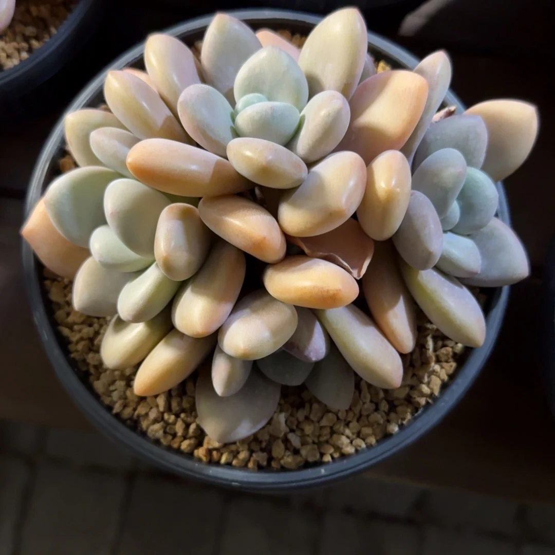 拉拉奶1111111111111111