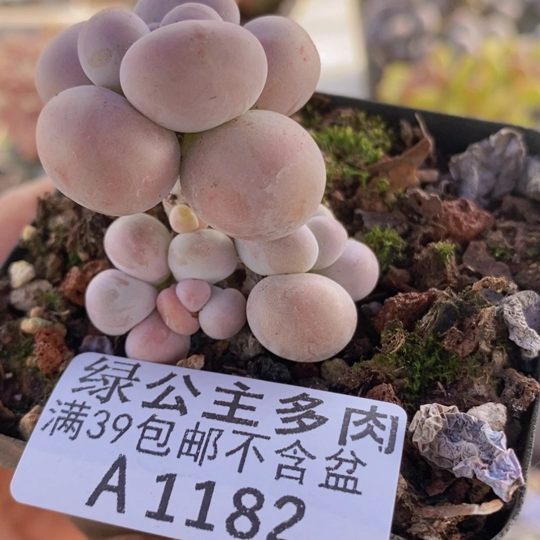 芭比奶洛5cm1182多肉植物