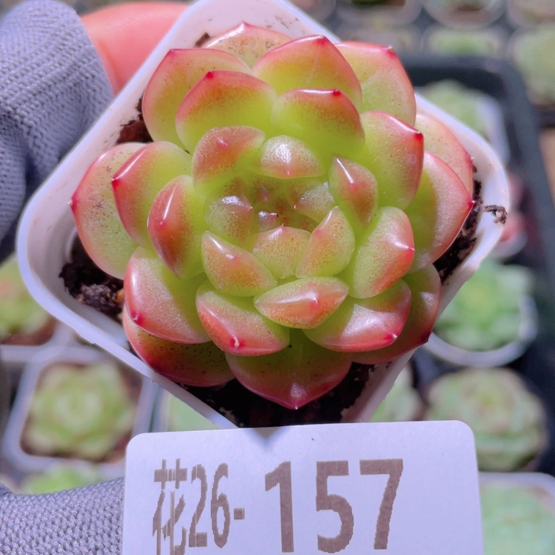 花利美26-157珍妮