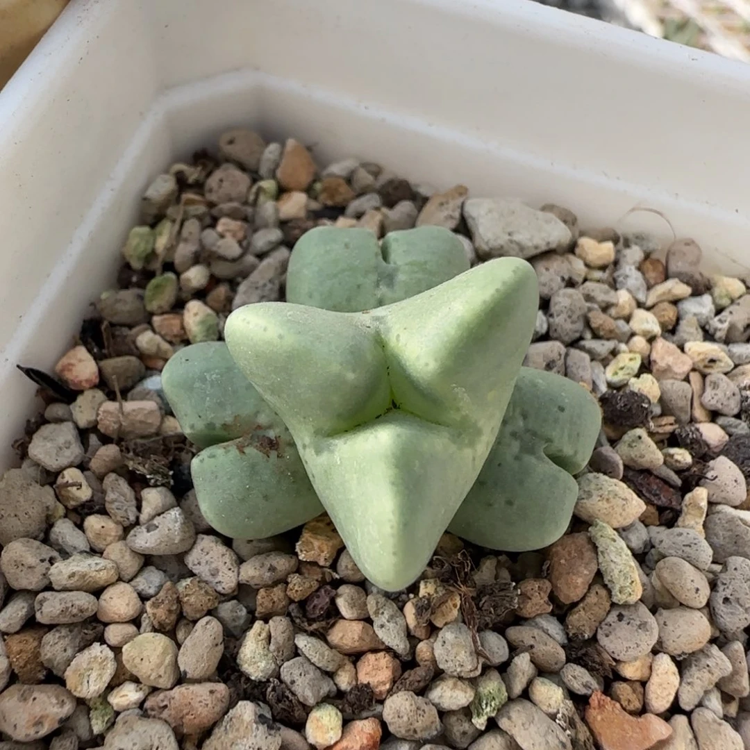 12-9-6-4当天满38包邮奔驰麋鹿角脱土