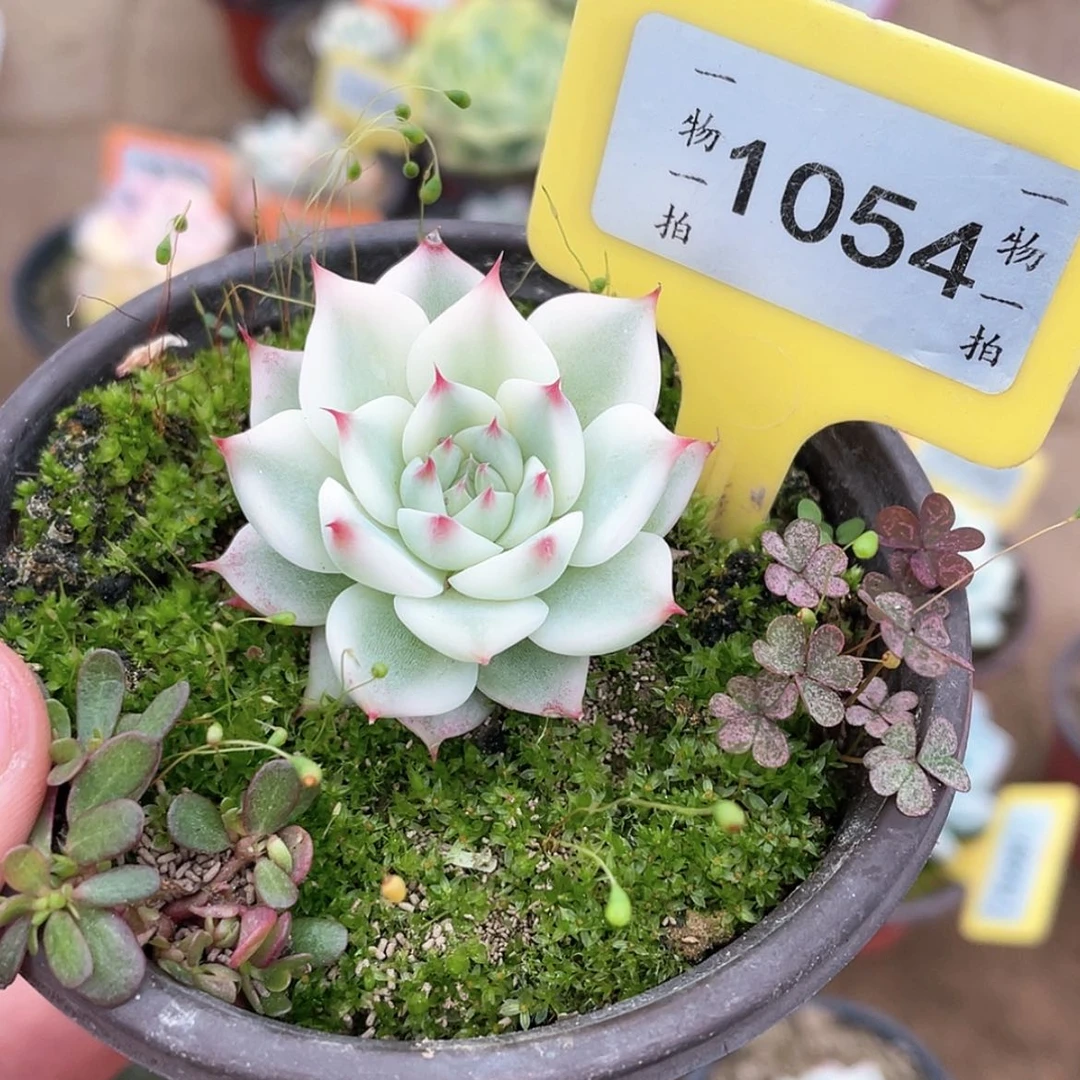 【闪购商品】1054号