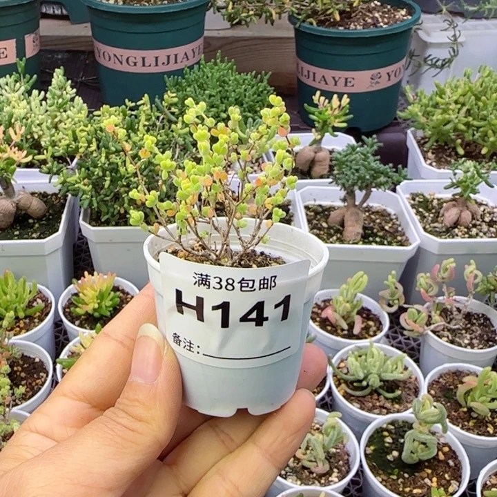 多肉植物枝干莱斯黄锦