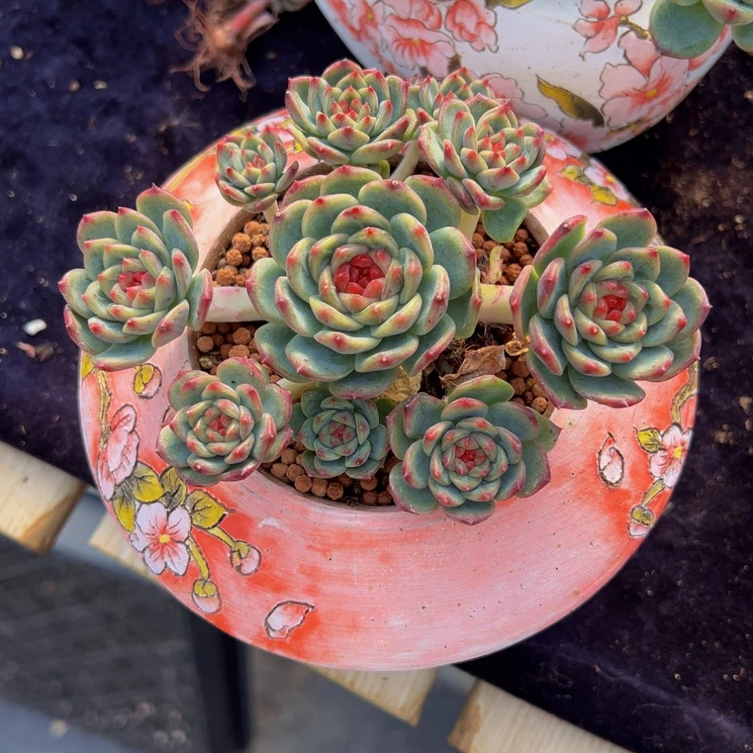 欣***悦樱桃珍妮 天天开心