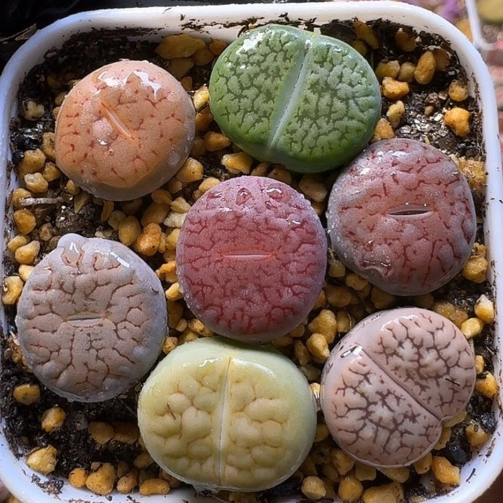 111111生石花。   221