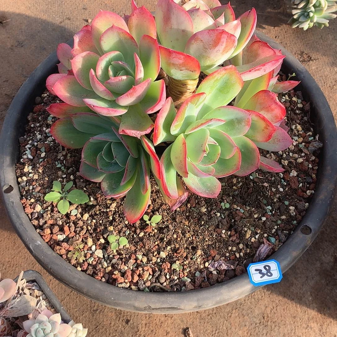 38杂 一物一拍多肉