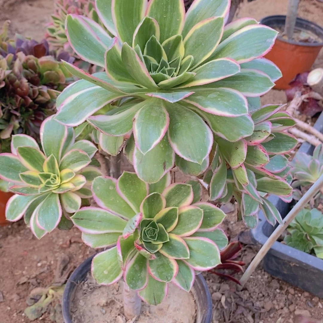 731 号一物一拍多肉植物