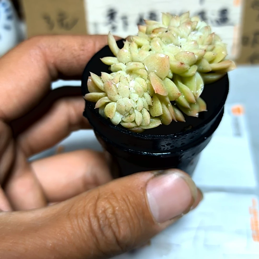 满6元包邮，奶油缀