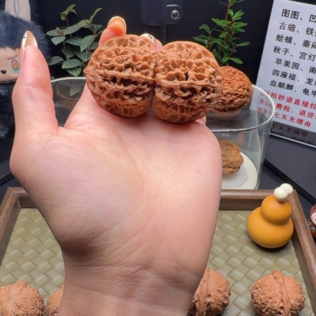 吊坠龙脊菩提全品秦闷